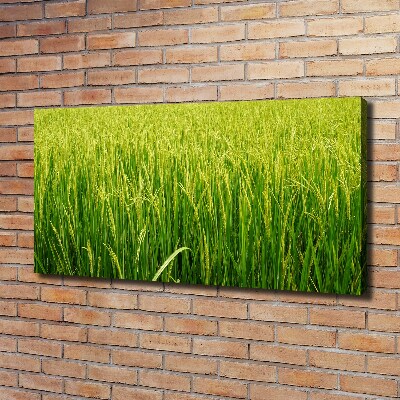 Canvas wall art Rice field