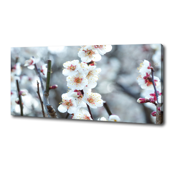 Canvas wall art Cherry blossoms