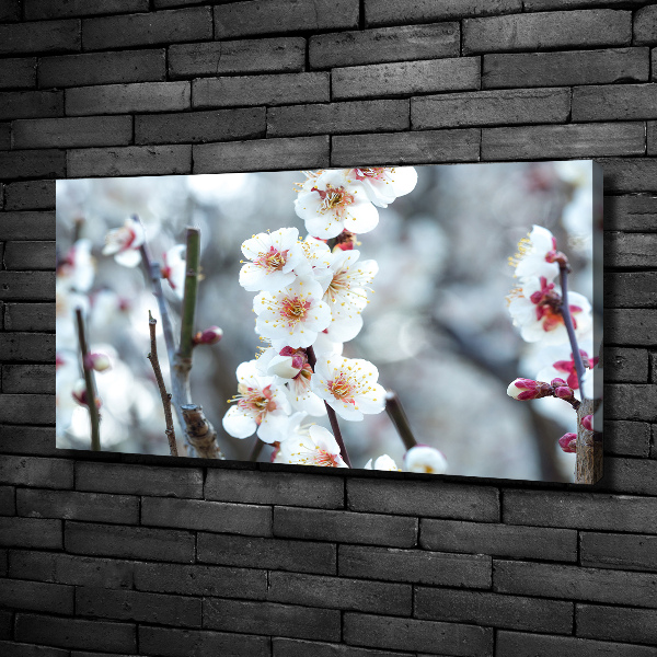 Canvas wall art Cherry blossoms