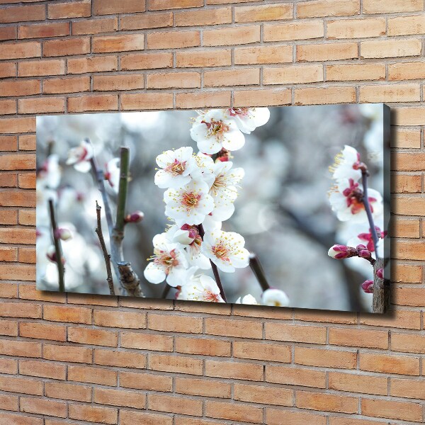 Canvas wall art Cherry blossoms