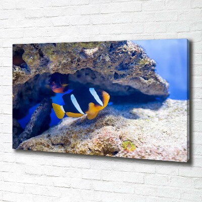 Canvas wall art Tropical fish