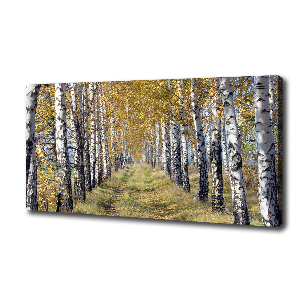 Canvas wall art Birches in autumn