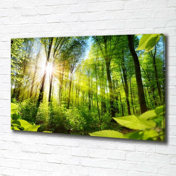 Canvas wall art Forest in the sun