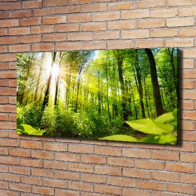 Canvas wall art Forest in the sun