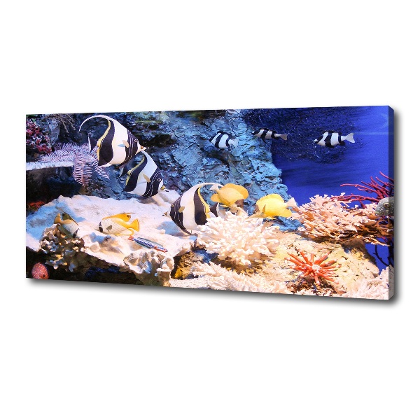 Canvas print Coral reef