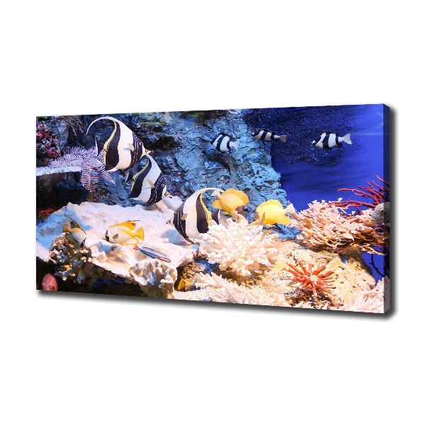 Canvas print Coral reef