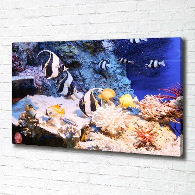 Canvas print Coral reef