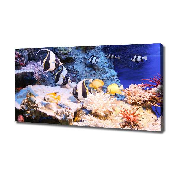 Canvas print Coral reef