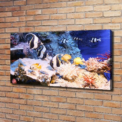 Canvas print Coral reef