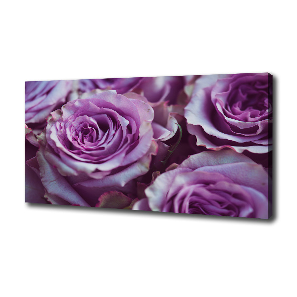 Purple roses