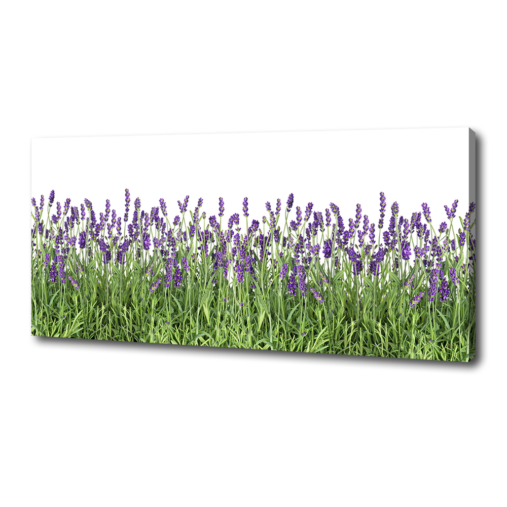 Canvas wall art Lavender flowers