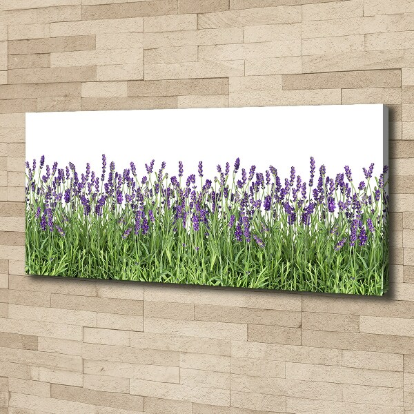 Canvas wall art Lavender flowers