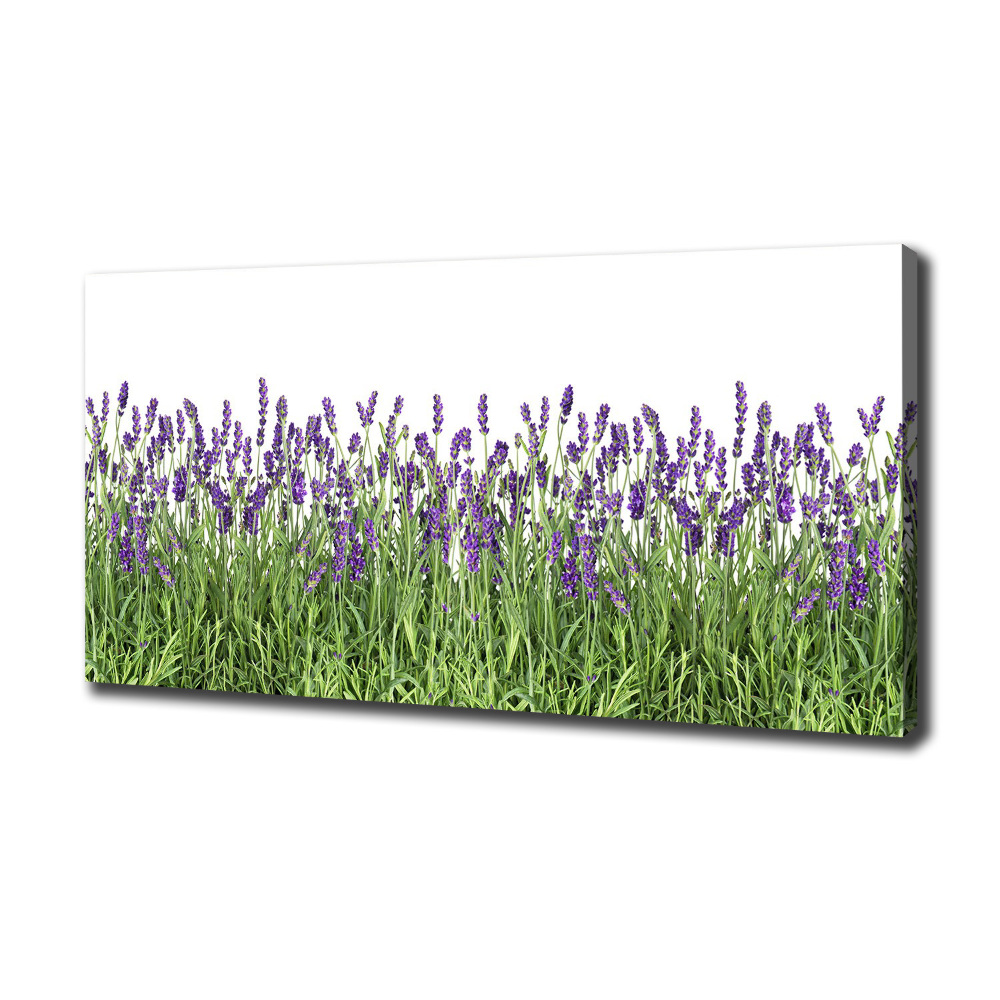 Canvas wall art Lavender flowers