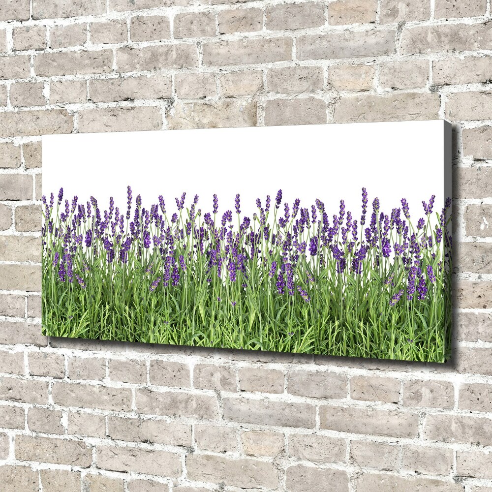 Canvas wall art Lavender flowers