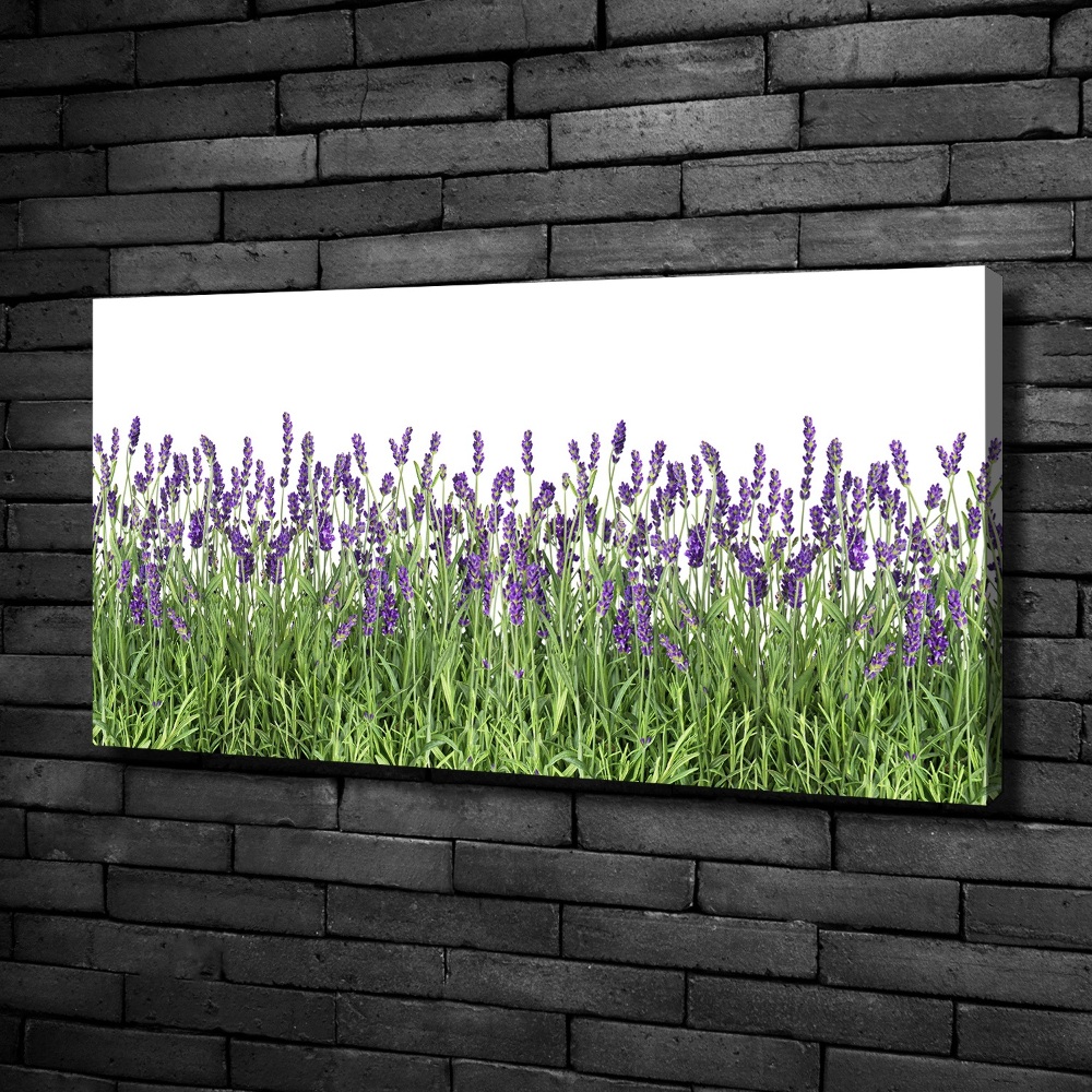 Canvas wall art Lavender flowers