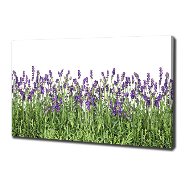 Canvas wall art Lavender flowers