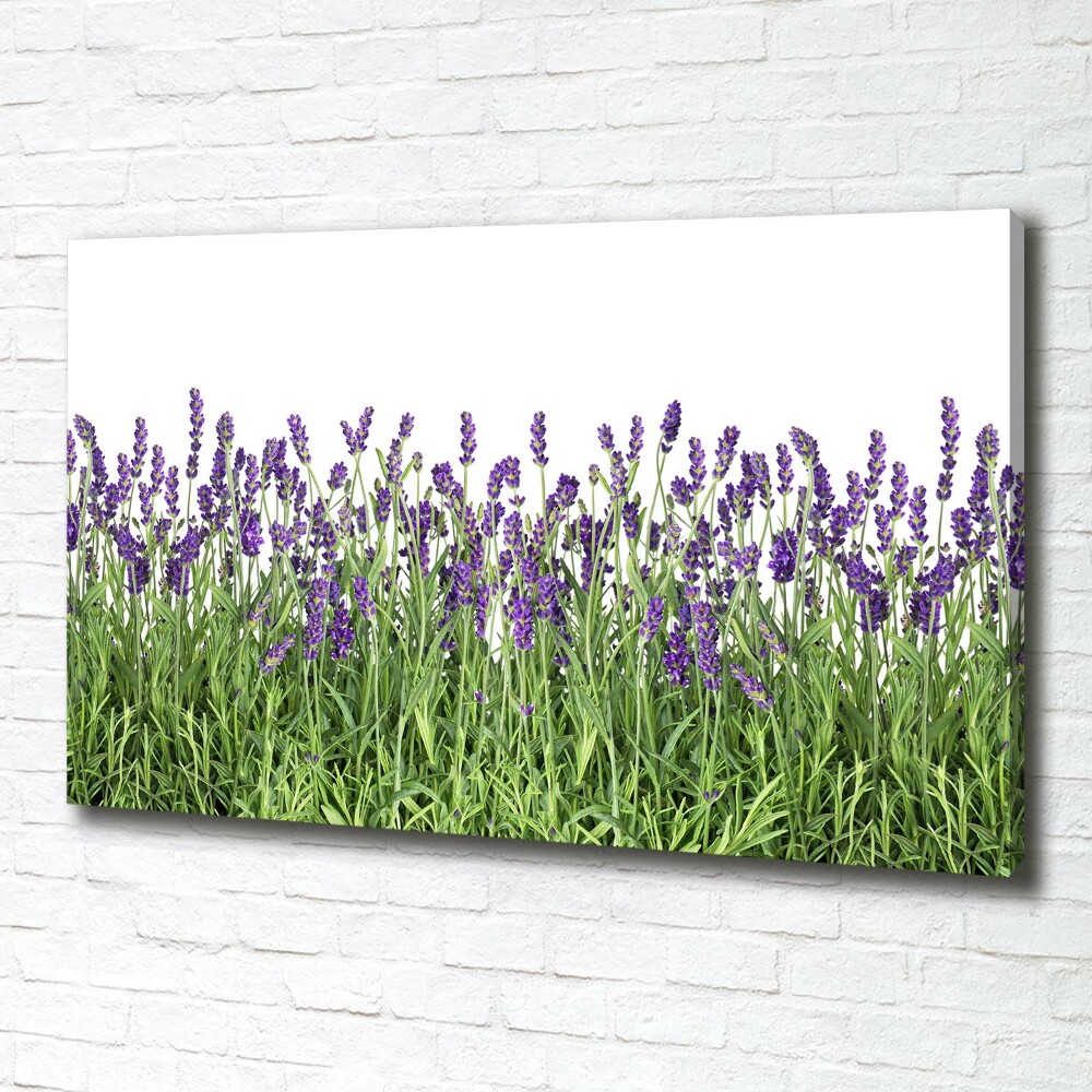 Canvas wall art Lavender flowers