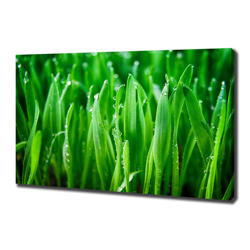 Canvas wall art Grass