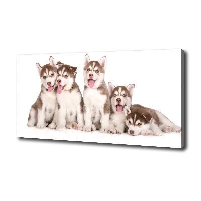 Canvas print Husky puppies