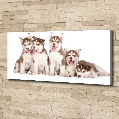 Canvas print Husky puppies