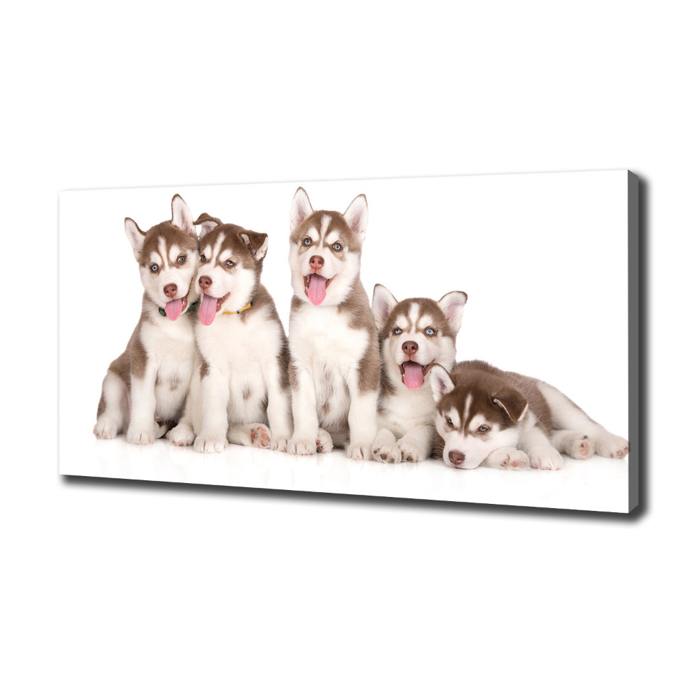 Canvas print Husky puppies