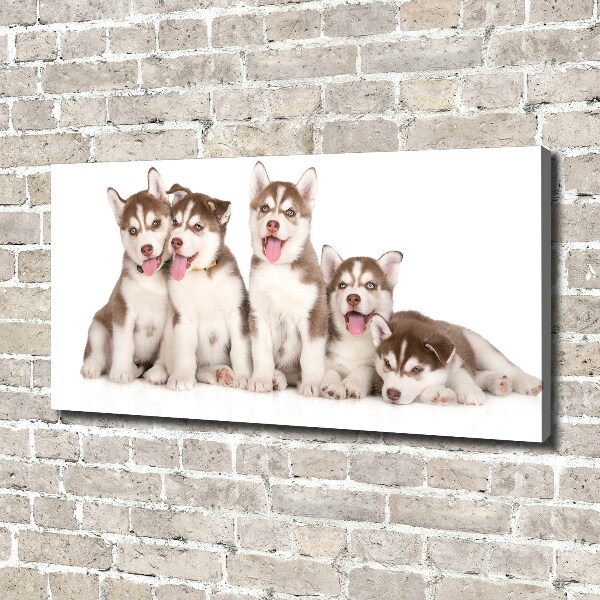 Canvas print Husky puppies