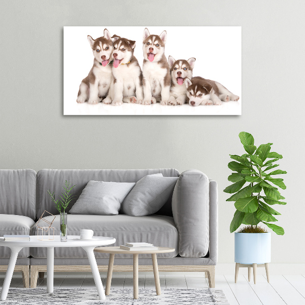 Canvas print Husky puppies