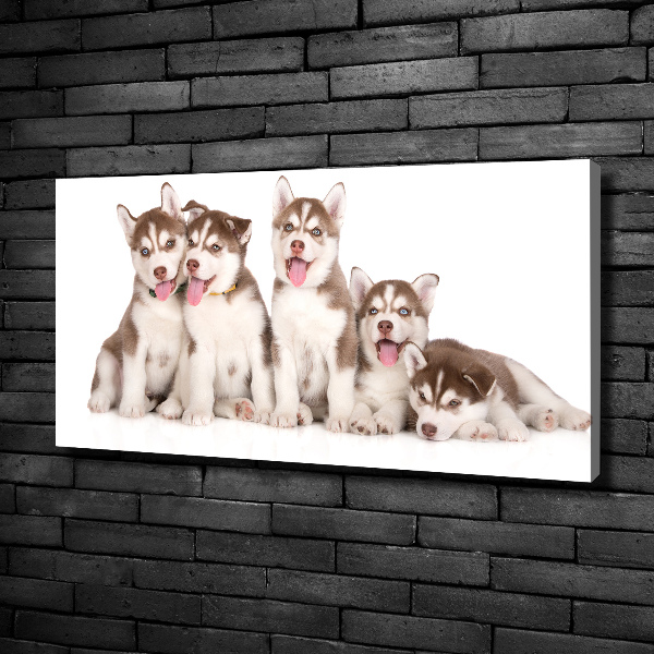 Canvas print Husky puppies