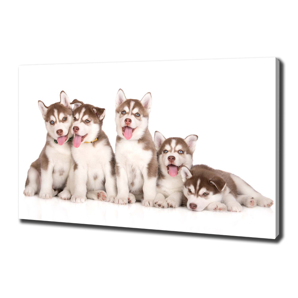 Canvas print Husky puppies