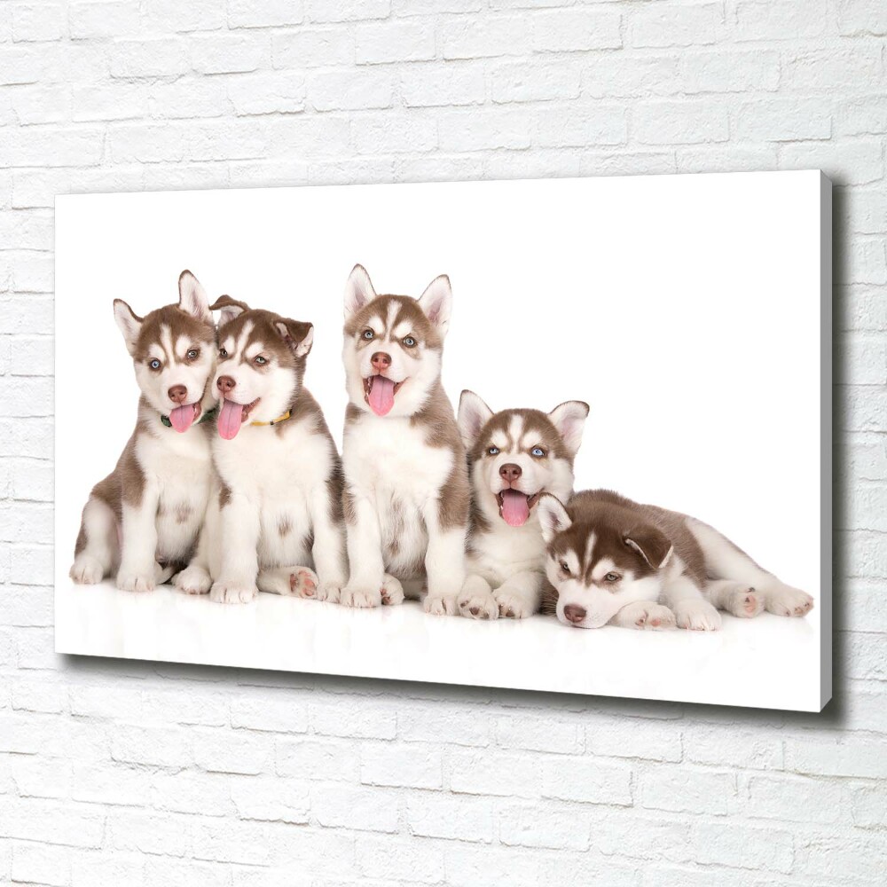 Canvas print Husky puppies