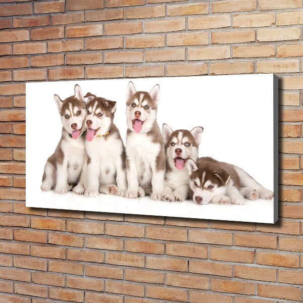 Canvas print Husky puppies