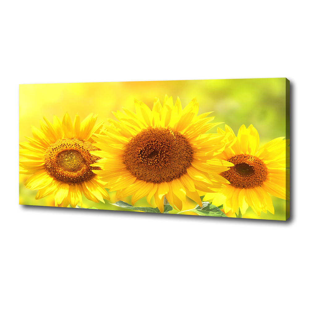 Canvas wall art Sunflowers