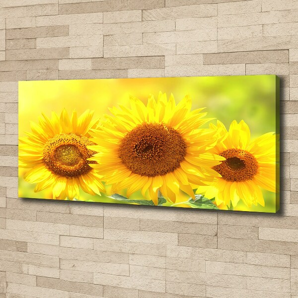 Canvas wall art Sunflowers