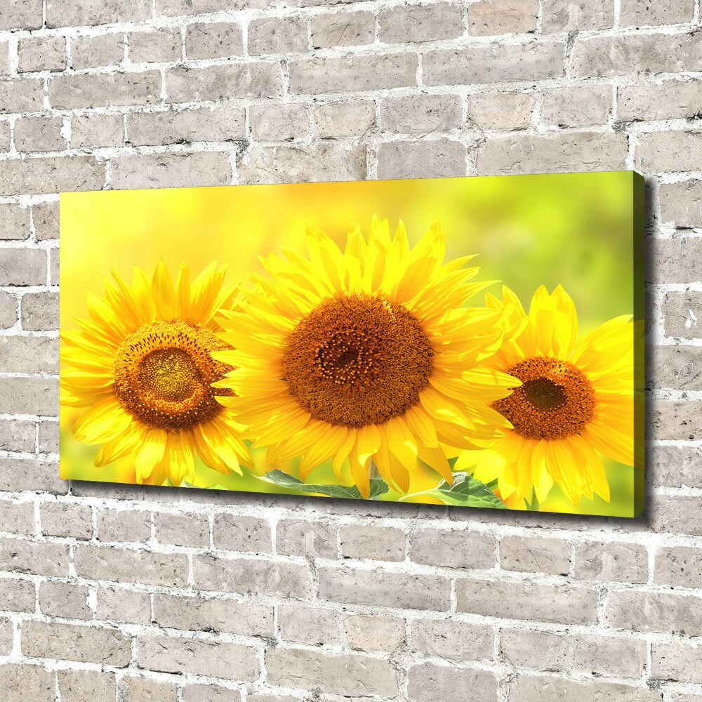 Canvas wall art Sunflowers