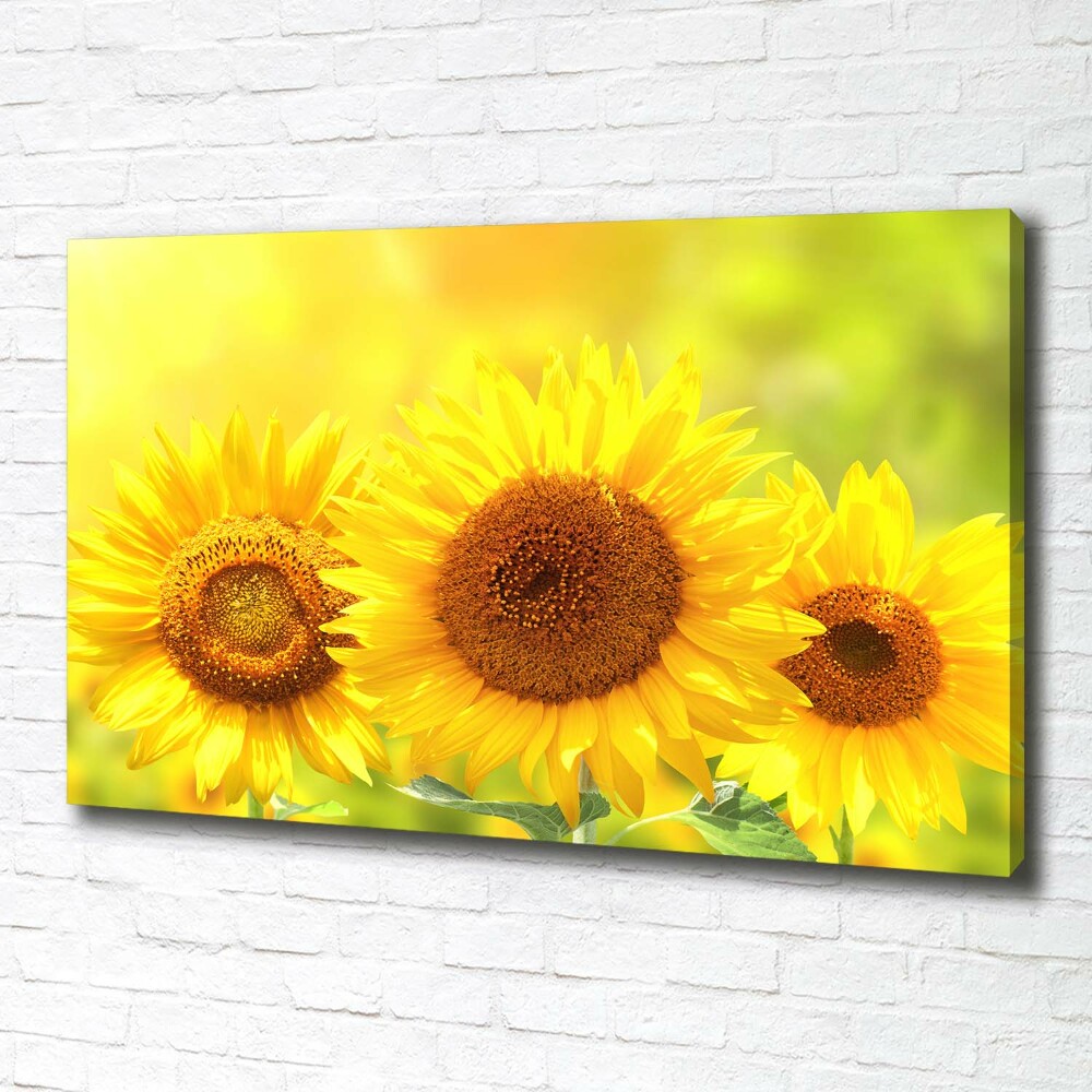 Canvas wall art Sunflowers