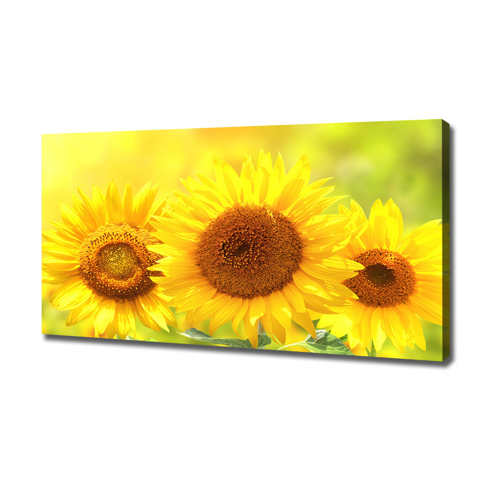 Canvas wall art Sunflowers