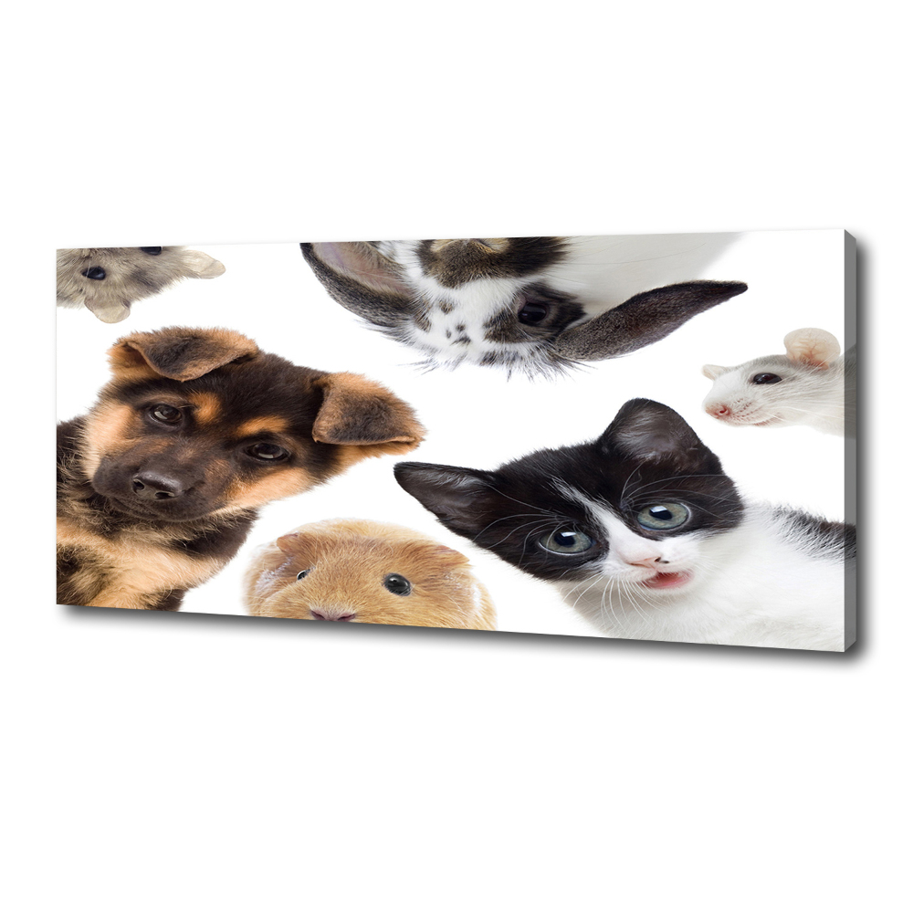 Canvas print Pets