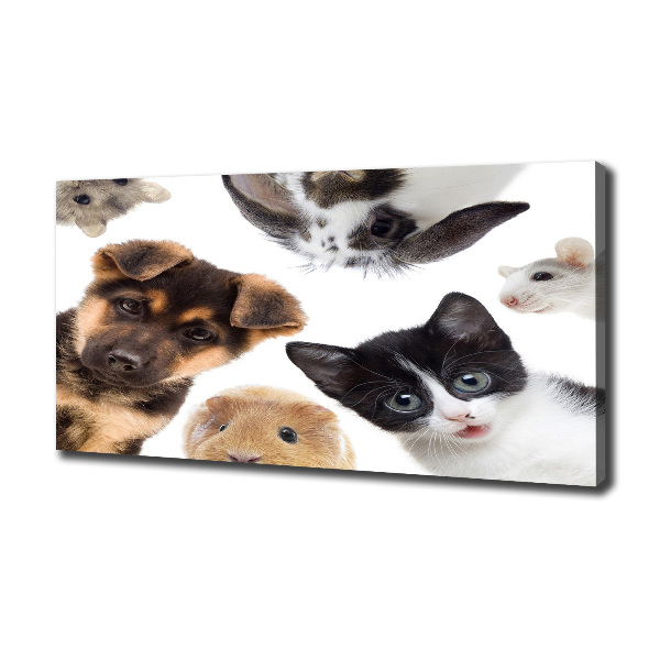 Canvas print Pets