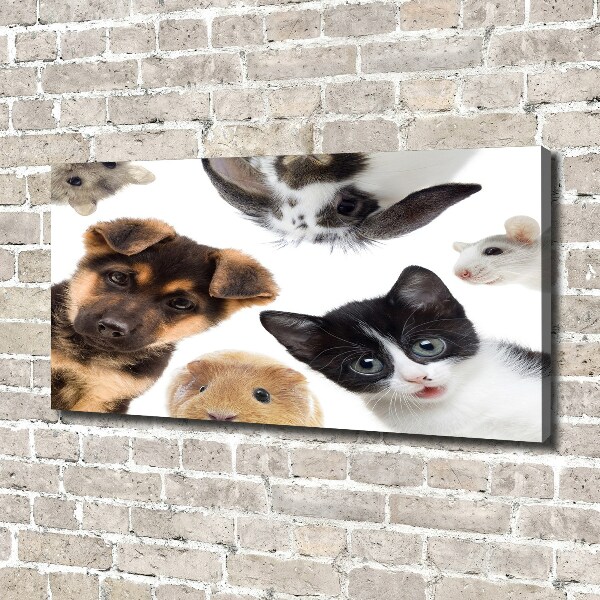 Canvas print Pets