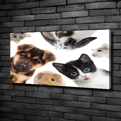 Canvas print Pets