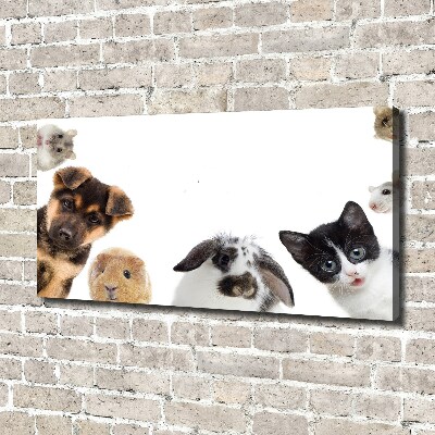 Canvas print Pets