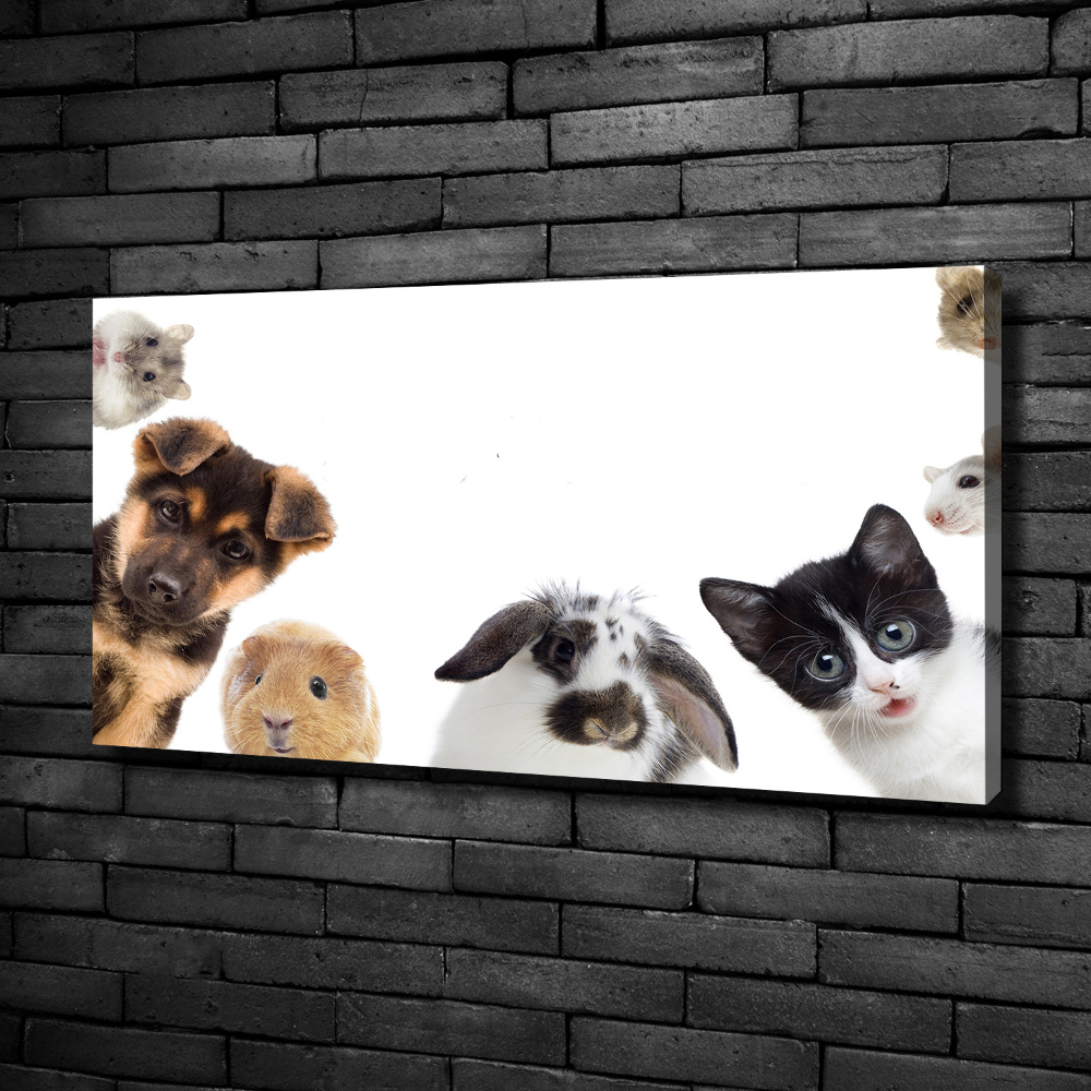 Canvas print Pets