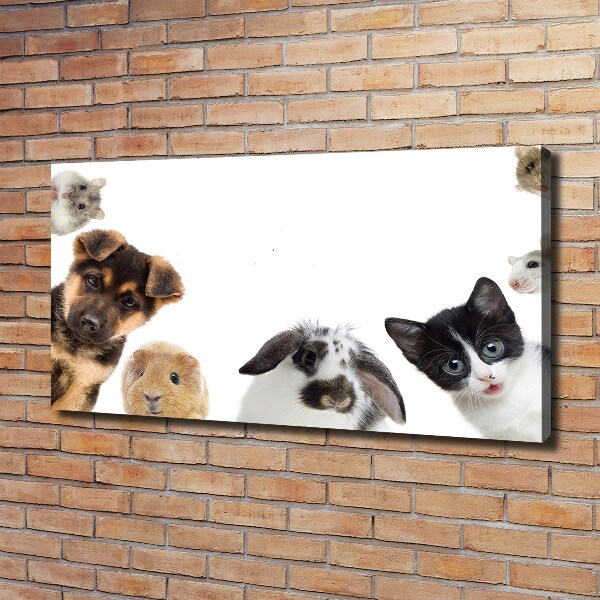 Canvas print Pets