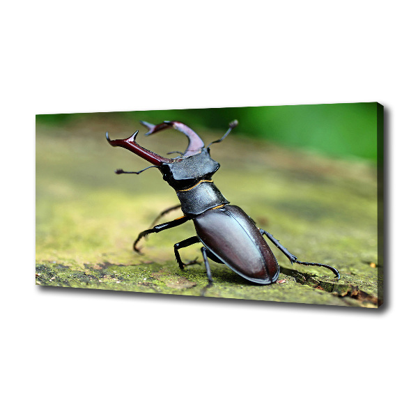 Wall art canvas large Beetle