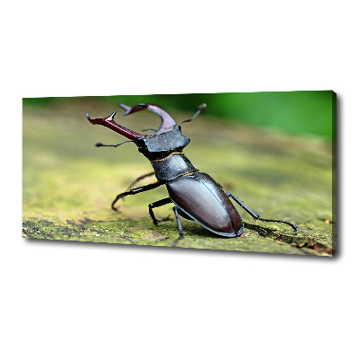 Wall art canvas large Beetle