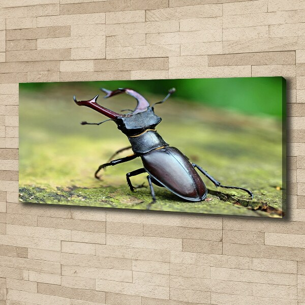 Wall art canvas large Beetle