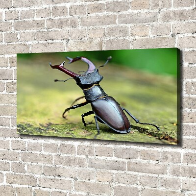 Wall art canvas large Beetle