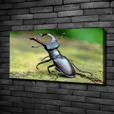 Wall art canvas large Beetle