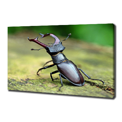 Wall art canvas large Beetle