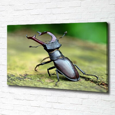 Wall art canvas large Beetle